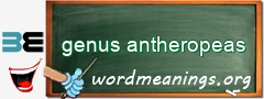 WordMeaning blackboard for genus antheropeas